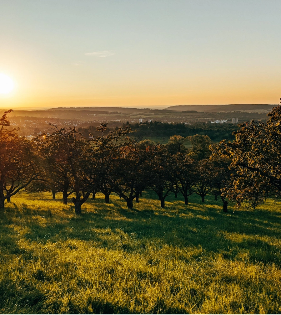 Streuobstwiese in der Abenddämmerung