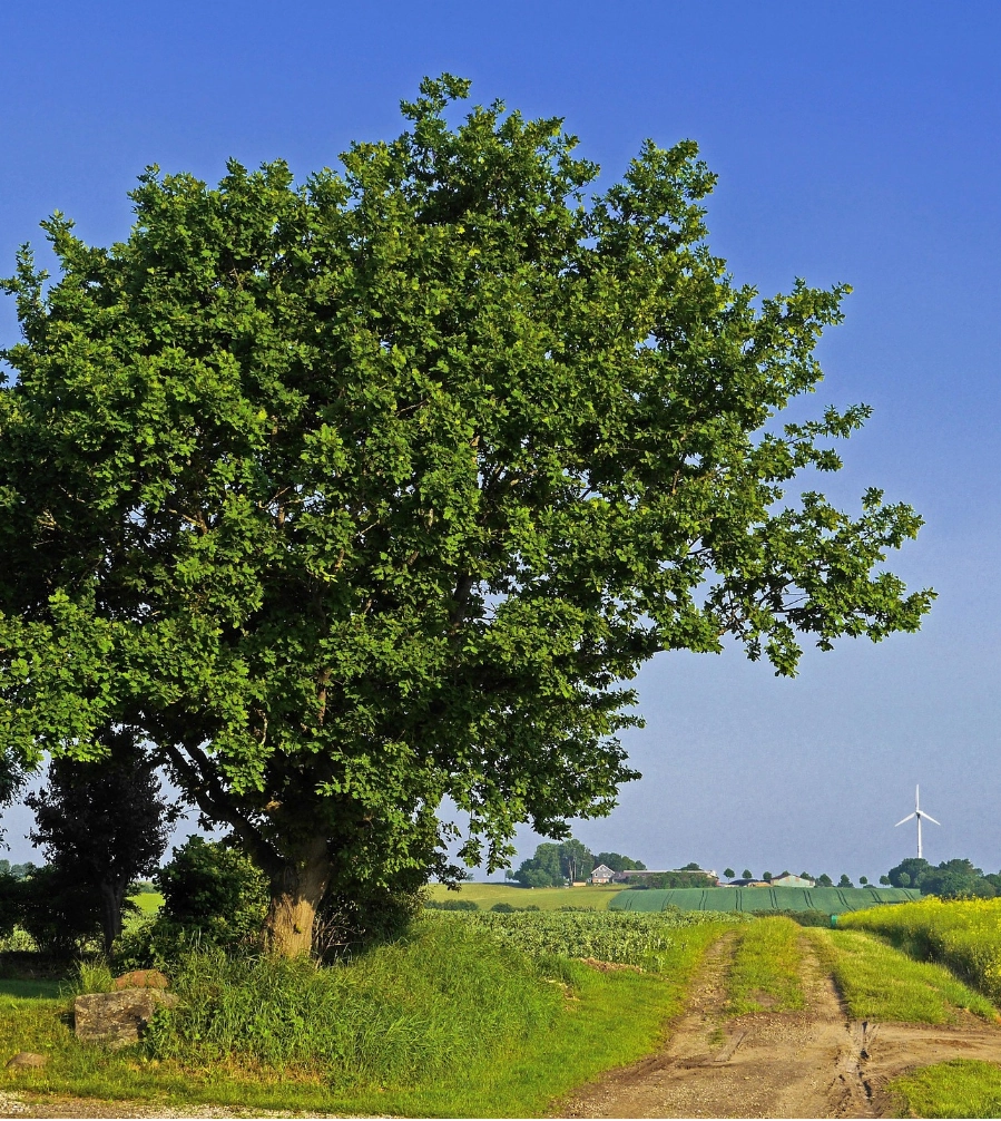 Hochgewachsener Baum am Feldrand mit Windrad