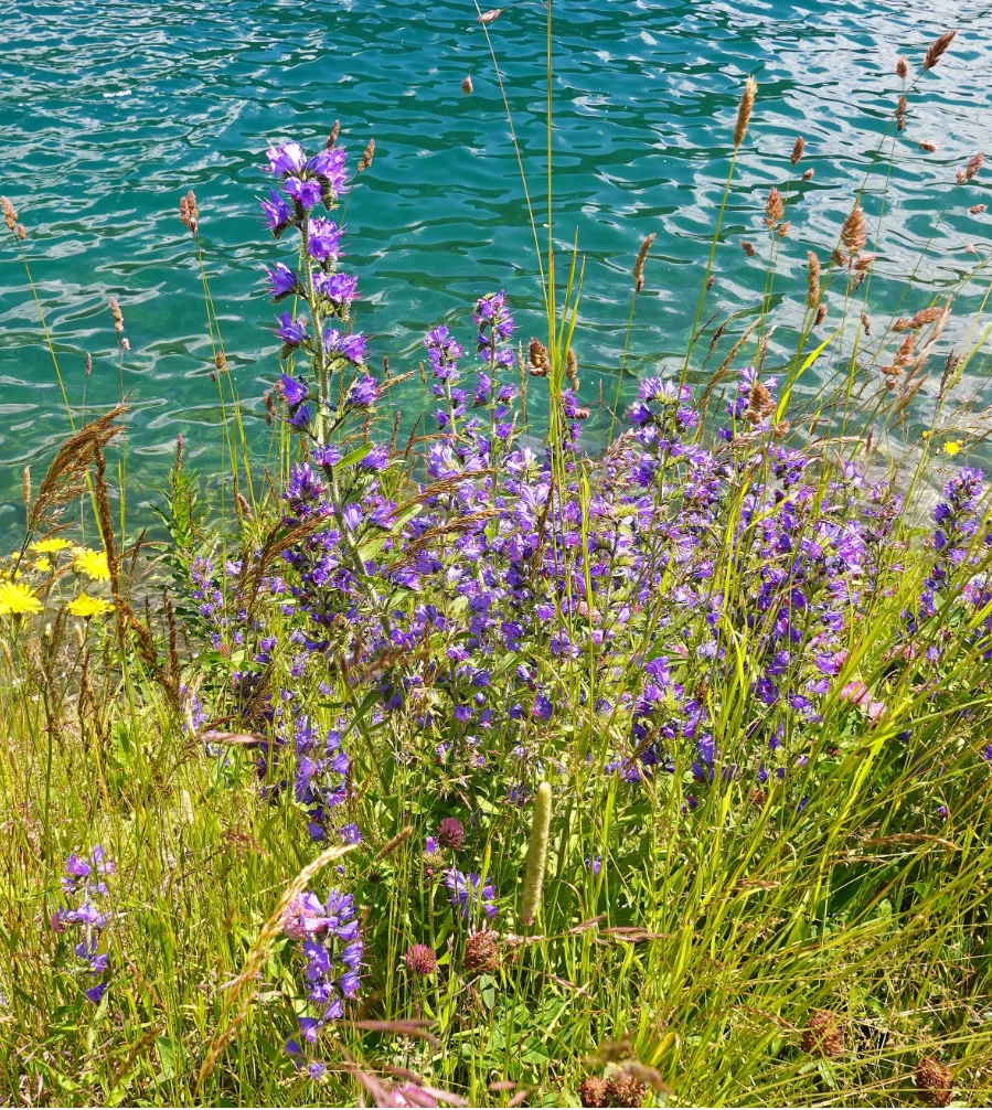 Blühende Ufervegetation an einem Gewässer