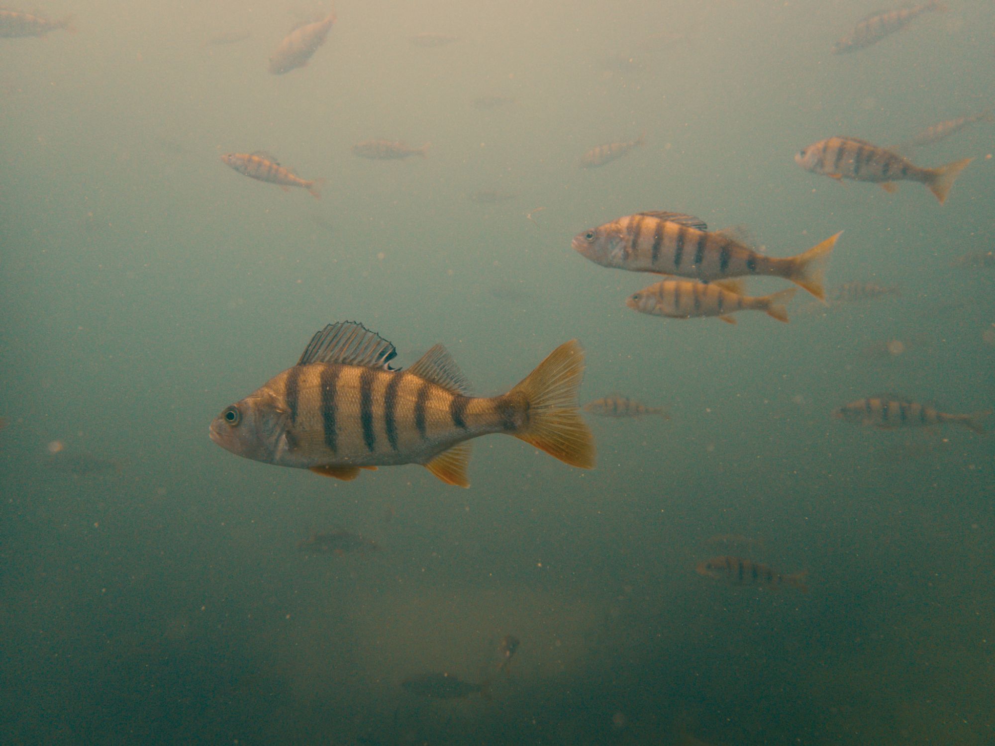 Süßwasser Fotos von Tieren im Wasser
