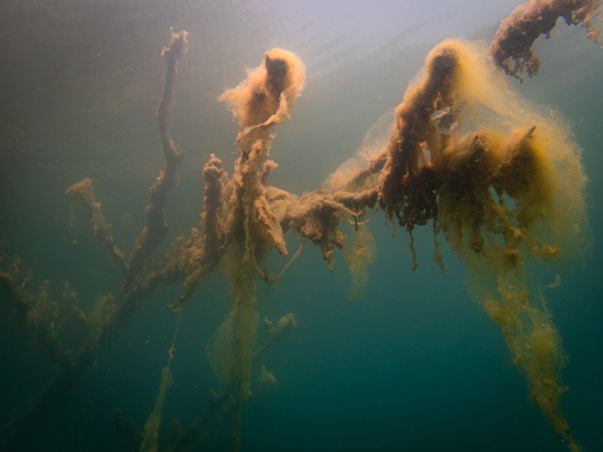 Süßwasser Fotos von Tieren im Wasser
