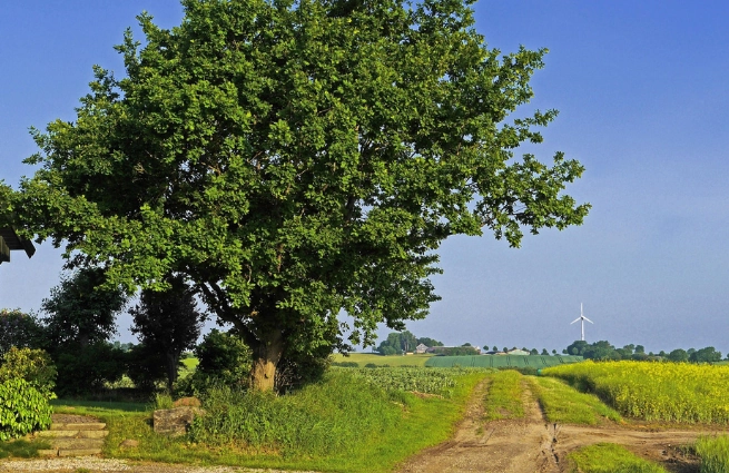 Landschaftsbild mit großem Laubbaum, Feldweg, landwirtschaftlichen Flächen und Windenergieanlage