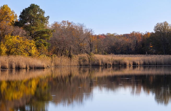 Kleingewässer mit Röhricht, Ufergehölzen und herbstlicher Laubfärbung
