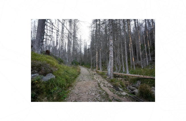 Forstliche Standortkartierung in Niedersachsen: Neues Projekt