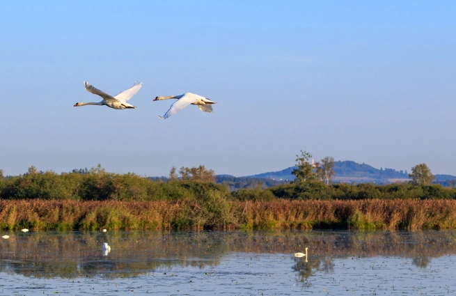 Ökosystemmonitoring 2026–2029